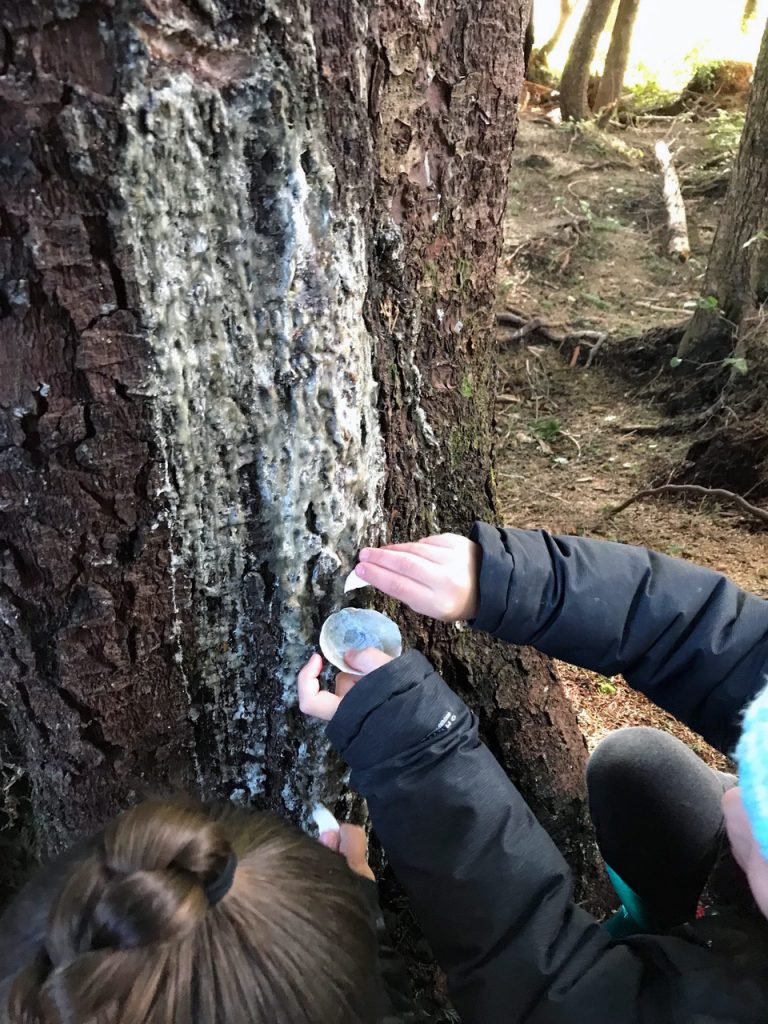 Children scraping a spruce tree,