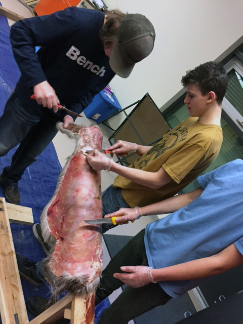 3 boys cutting the deerskin with knives