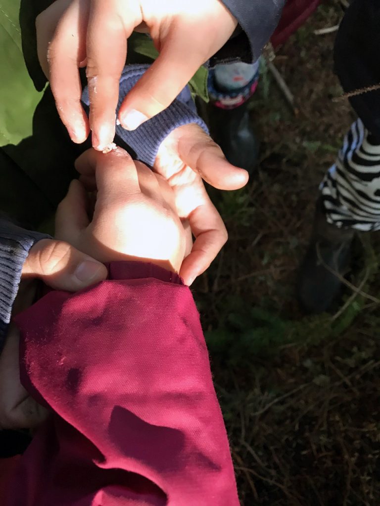 Using spruce salve to treat a cut on Childs hand,