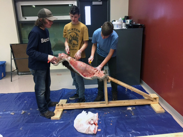 3 boys cutting the deerskin with knives