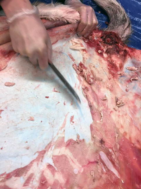 Deerskin being cut with a knife