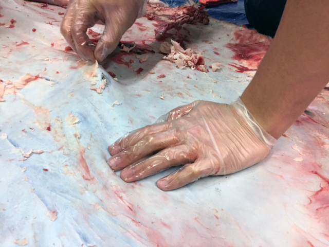 Deerskin being peeled with the help of gloves.